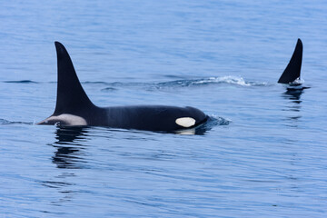 シャチ。根室海峡の野生のシャチの群れ、6月の羅臼からのネイチャークルーズで撮影。