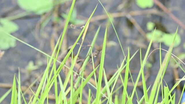 Desmostachya bipinnata grass. Its common names &nbsp;halfa grass,&nbsp;big cordgrass,&nbsp;salt reed grass, Kusha grass and Darbha grass. This  is an&nbsp;Old World&nbsp;perennial grass, long known and used in human history. 