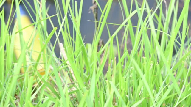 Desmostachya bipinnata grass. Its common names &nbsp;halfa grass,&nbsp;big cordgrass,&nbsp;salt reed grass, Kusha grass and Darbha grass. This  is an&nbsp;Old World&nbsp;perennial grass, long known and used in human history. 