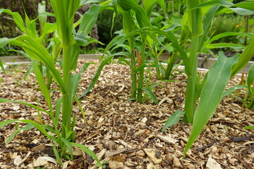 Fototapeta premium Young corn plants growing in garden with wood chip mulch