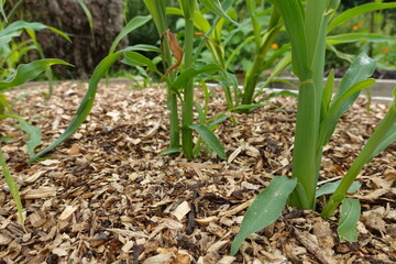 Ramial chipped wood mulch around growing corn stalks