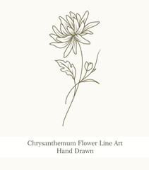 Chrysanthemum Flower Line Art Hand Drawn