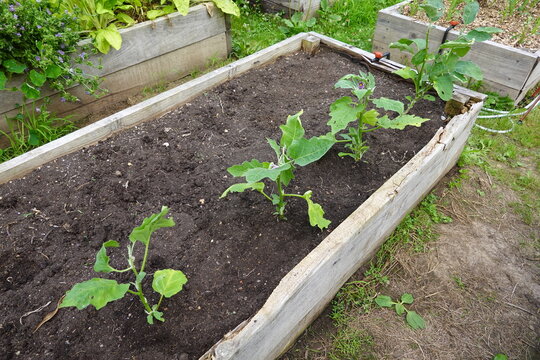Eggplants growing in raised garden bed with irrigation system