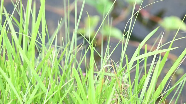 Desmostachya bipinnata grass. Its common names &nbsp;halfa grass,&nbsp;big cordgrass,&nbsp;salt reed grass, Kusha grass and Darbha grass. This  is an&nbsp;Old World&nbsp;perennial grass, long known and used in human history. 