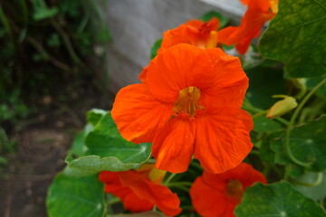 Bright orange nasturtium flowers blooming in garden