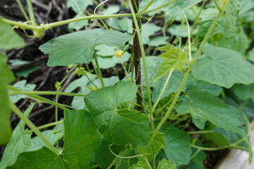 Melothria scabra, mouse melon growing on vine with yellow flower