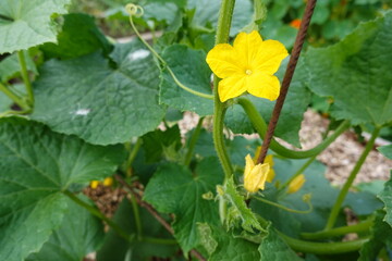 Yellow cucumber flower blooming in garden supported by metal wire