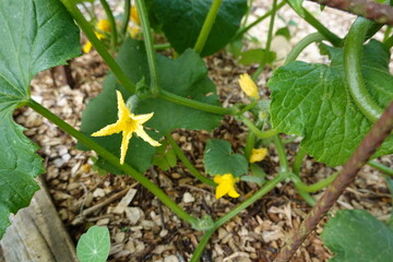 Yellow cucumber flowers blooming in garden bed