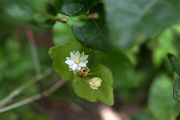 Jasminum Sambac flowers on branch and green leaves background in Thailand.