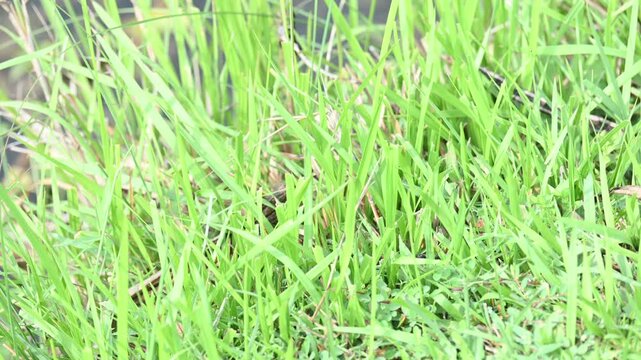 Desmostachya bipinnata grass. Its common names &nbsp;halfa grass,&nbsp;big cordgrass,&nbsp;salt reed grass, Kusha grass and Darbha grass. This  is an&nbsp;Old World&nbsp;perennial grass, long known and used in human history. 