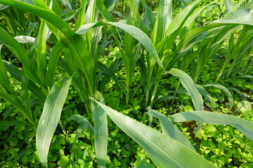 Young corn plants growing in field with clover cover crop