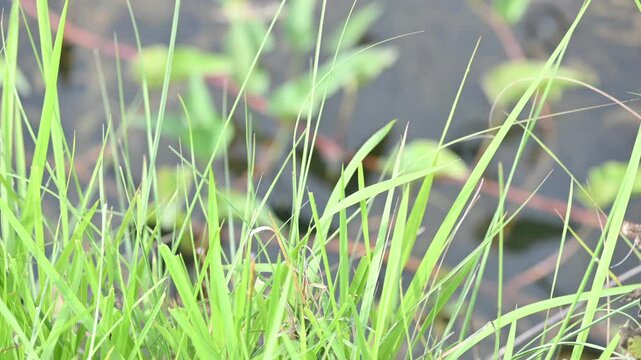 Desmostachya bipinnata grass. Its common names &nbsp;halfa grass,&nbsp;big cordgrass,&nbsp;salt reed grass, Kusha grass and Darbha grass. This  is an&nbsp;Old World&nbsp;perennial grass, long known and used in human history. 