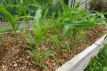 Young corn plants growing in raised garden bed with wood chips mulch