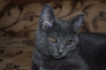 Grey cat portrait