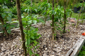 Pepper plants growing in raised garden bed with wood chip mulch