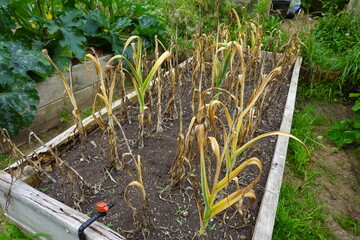 Drying garlic crop growing in raised garden bed