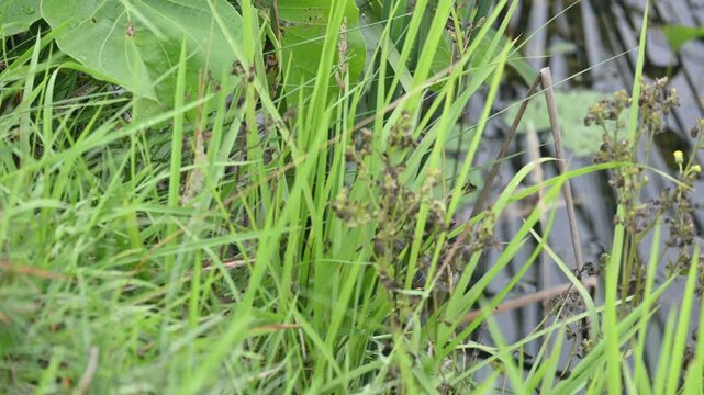 Desmostachya bipinnata grass. Its common names &nbsp;halfa grass,&nbsp;big cordgrass,&nbsp;salt reed grass, Kusha grass and Darbha grass. This  is an&nbsp;Old World&nbsp;perennial grass, long known and used in human history. 