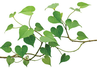 Fototapeta premium A vibrant collection of green leaves, ideal for spring and summer nature designs, isolated on white