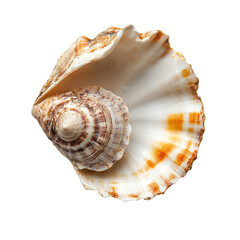 Unique seashell displaying vibrant colors found on a sandy beach during a bright sunny day near the coast