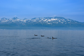 シャチと知床連。根室海峡の野生のシャチの群れ、6月の羅臼からのネイチャークルーズで撮影。