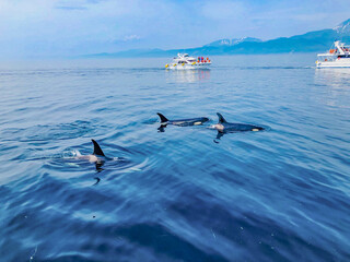 シャチと知床連。根室海峡の野生のシャチの群れ、6月の羅臼からのネイチャークルーズで撮影。