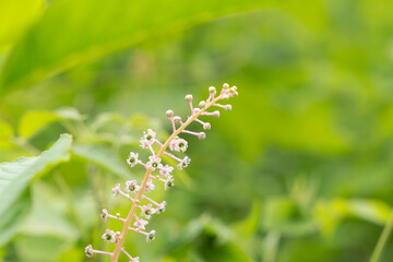 野山に咲くヨウシュヤマゴボウの花02