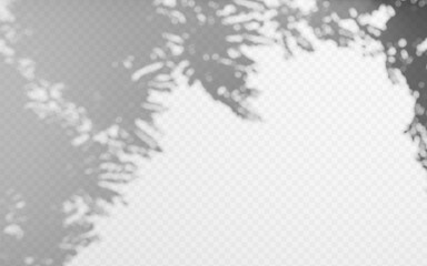 Abstract shadow overlay from tree branch on a transparent background.