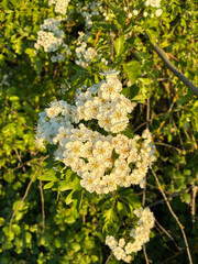 Close up of Hawthorn flowers on a hedge in summer sunlight.