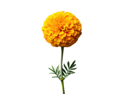 marigold white background full marigold plant with flowers and green foliage ornamental garden flower often associated with rituals and celebrations transparent background