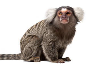 marmoset animal white background small monkey with furry face and long tail native to South America tree-dwelling primate adorable close-up transparent background
