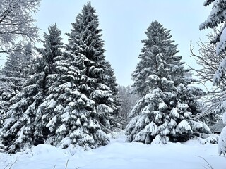 Snowy landscape in the beautiful Harz Mountains