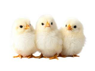 Fototapeta premium mini easter chicks white background small decorative yellow chicks made from fluff or plastic used for Easter crafts and displays cute holiday decor transparent background