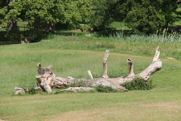 A Large Fallen Dead Tree in a Grassland Field.