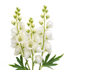 monkshood white background toxic flowering plant with hood-shaped blooms commonly blue or purple used in gardens or herbal lore transparent background