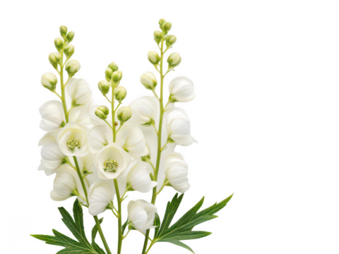monkshood white background toxic flowering plant with hood-shaped blooms commonly blue or purple used in gardens or herbal lore transparent background