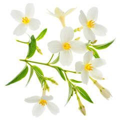 Obraz premium White flowers with yellow centers on transparent background 