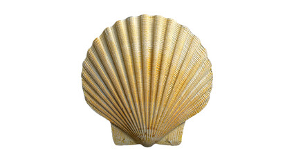 Yellow seashell displayed on transparent background for decoration  