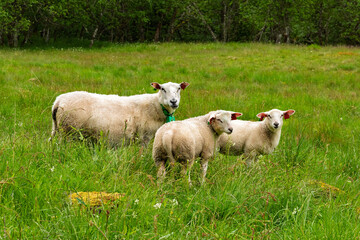 Three sheep are grazing in a vibrant green field, enjoying the warm weather and natural...