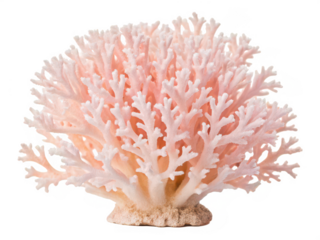 mushroom coral white background marine coral resembling a mushroom disc shape often found in aquariums or reefs colorful and textured species transparent background