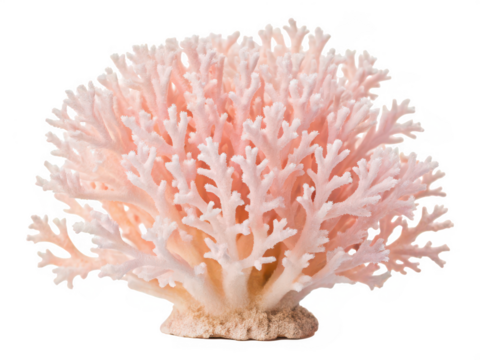 mushroom coral white background marine coral resembling a mushroom disc shape often found in aquariums or reefs colorful and textured species transparent background