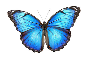 Obraz premium butterfly isolated on white background