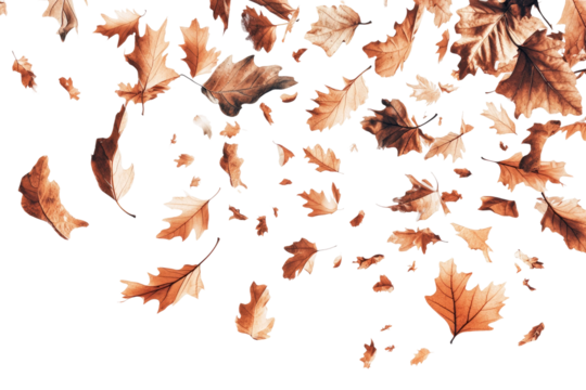 fallen autumn leaves