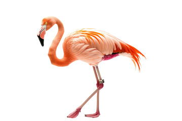 pink flamingo isolated on white