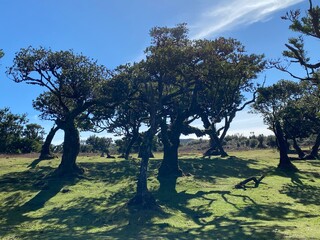 trees in the field