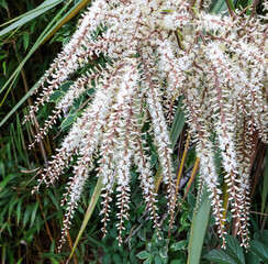 White flowers of the cordyline australis tree