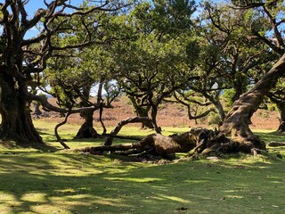 tree in the park