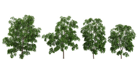 Fototapeta premium set of Michelia trees on transparent background