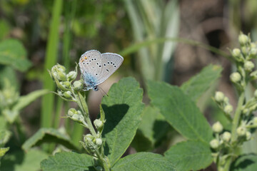 Lycaenidae / Çokgözlü Güzel Mavi / Greek Mazarine Blue / Polyommatus bellis © Yasin
