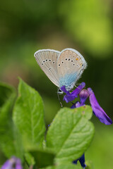 Lycaenidae / Çokgözlü Güzel Mavi / Greek Mazarine Blue / Polyommatus bellis