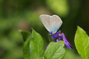 Lycaenidae / Çokgözlü Güzel Mavi / Greek Mazarine Blue / Polyommatus bellis